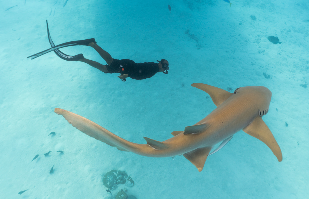 Swimming with Nurse Sharks Experience