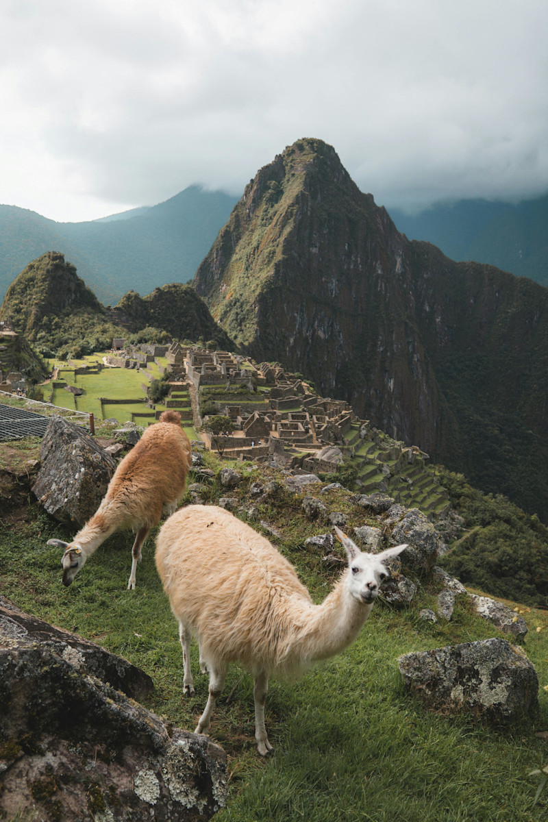 Alpacas at Machu Picchu