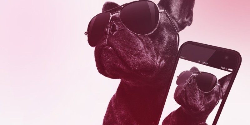 dog wearing shades