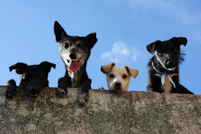 Dog blog cover picture