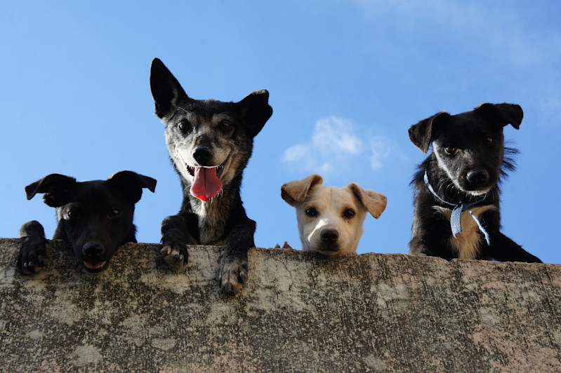 Dog blog cover picture