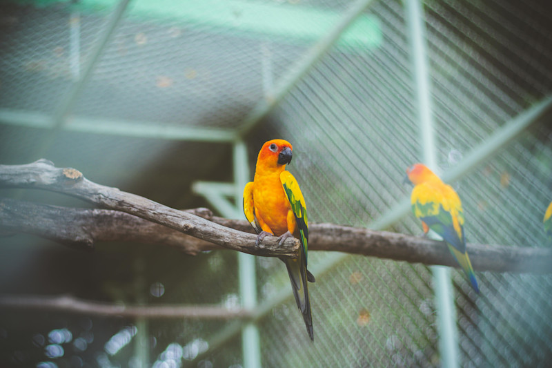 Caged bird