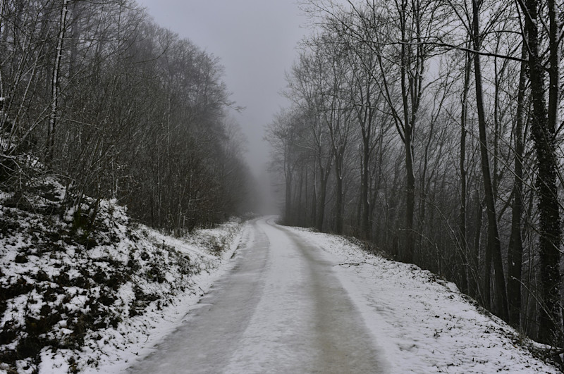 Snowy woods