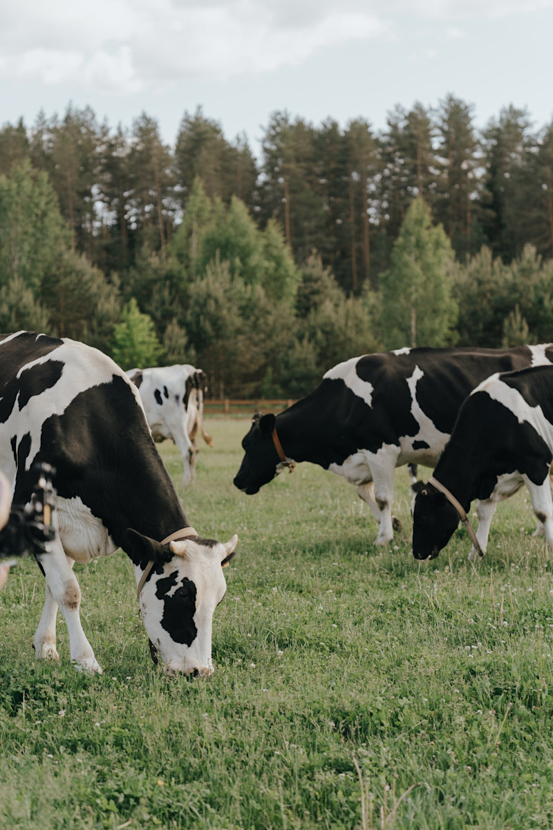 Cow in a field