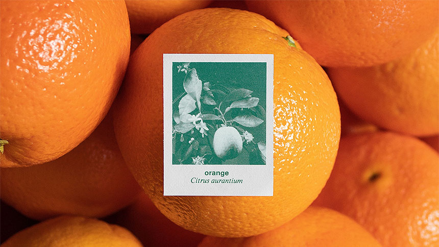 Oranges and a stamp