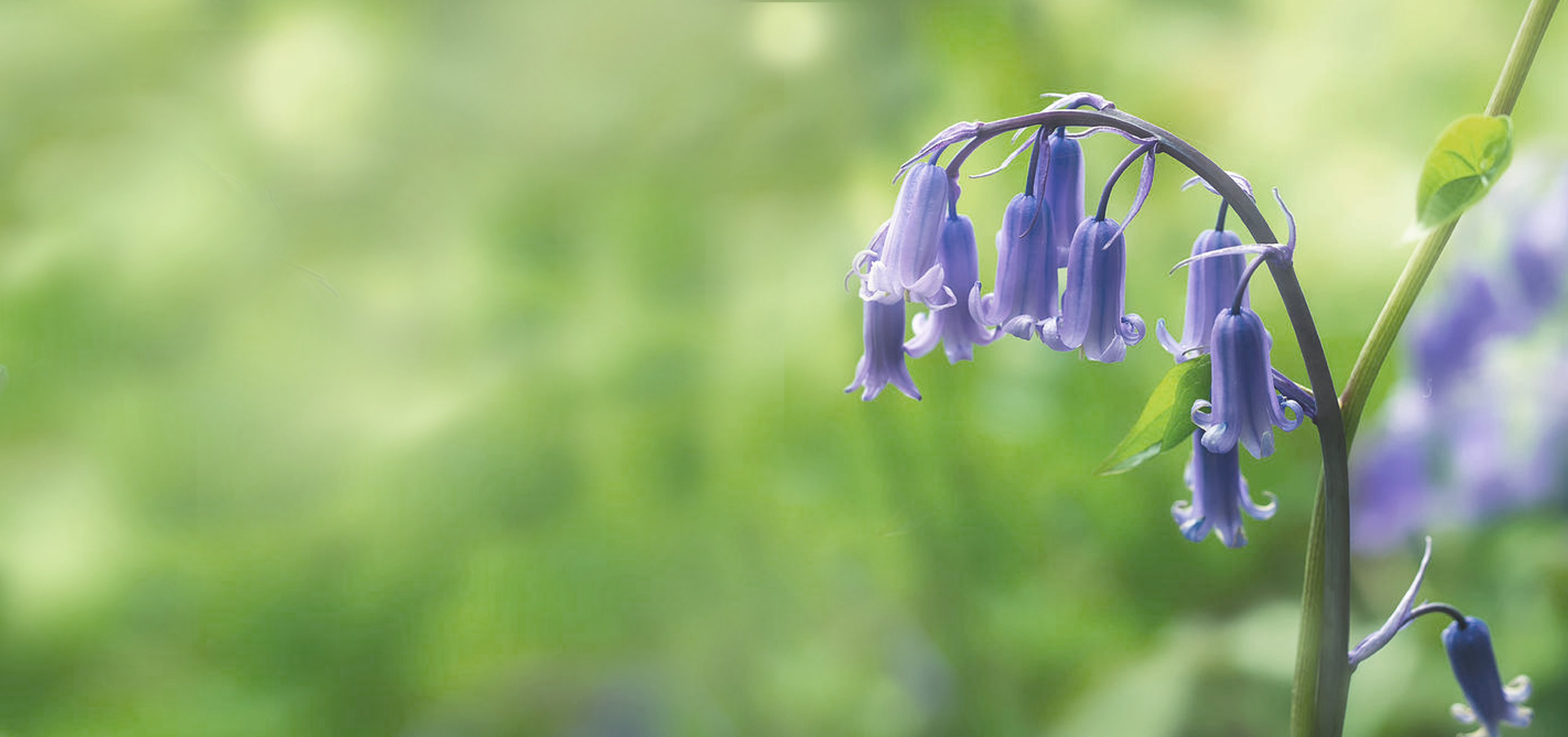 The Art Of Nature Where To Find Bluebells In The Uk Seedlip