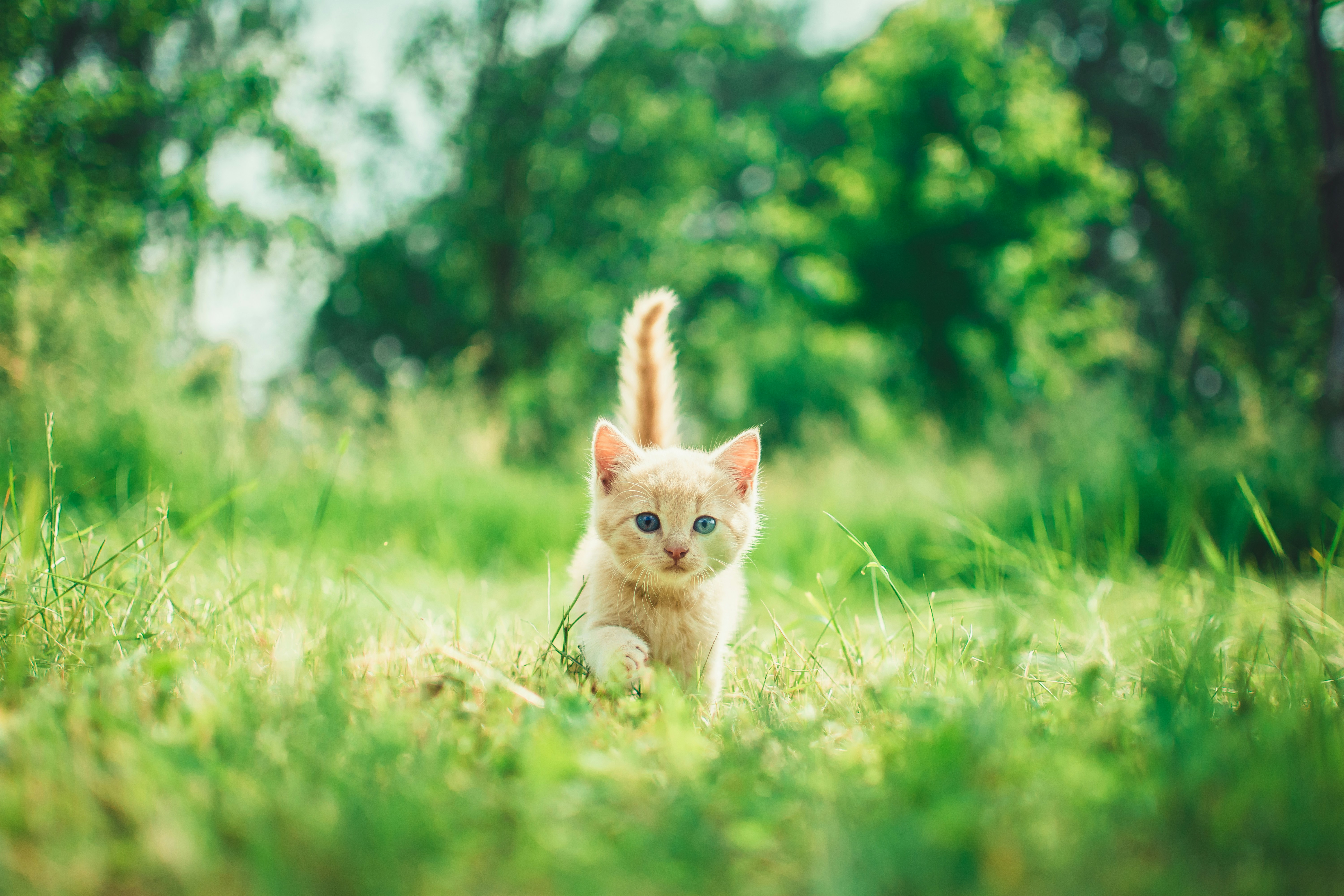 A small, light orange kitten with blue eyes walking through tall, green grass. The kitten is facing the camera, with its head slightly tilted and one paw lifted as it steps forward. The background is lush and blurred, with trees and greenery, giving a sense of a bright, sunny day. The kitten's tail is upright, and the overall scene is vibrant and serene.