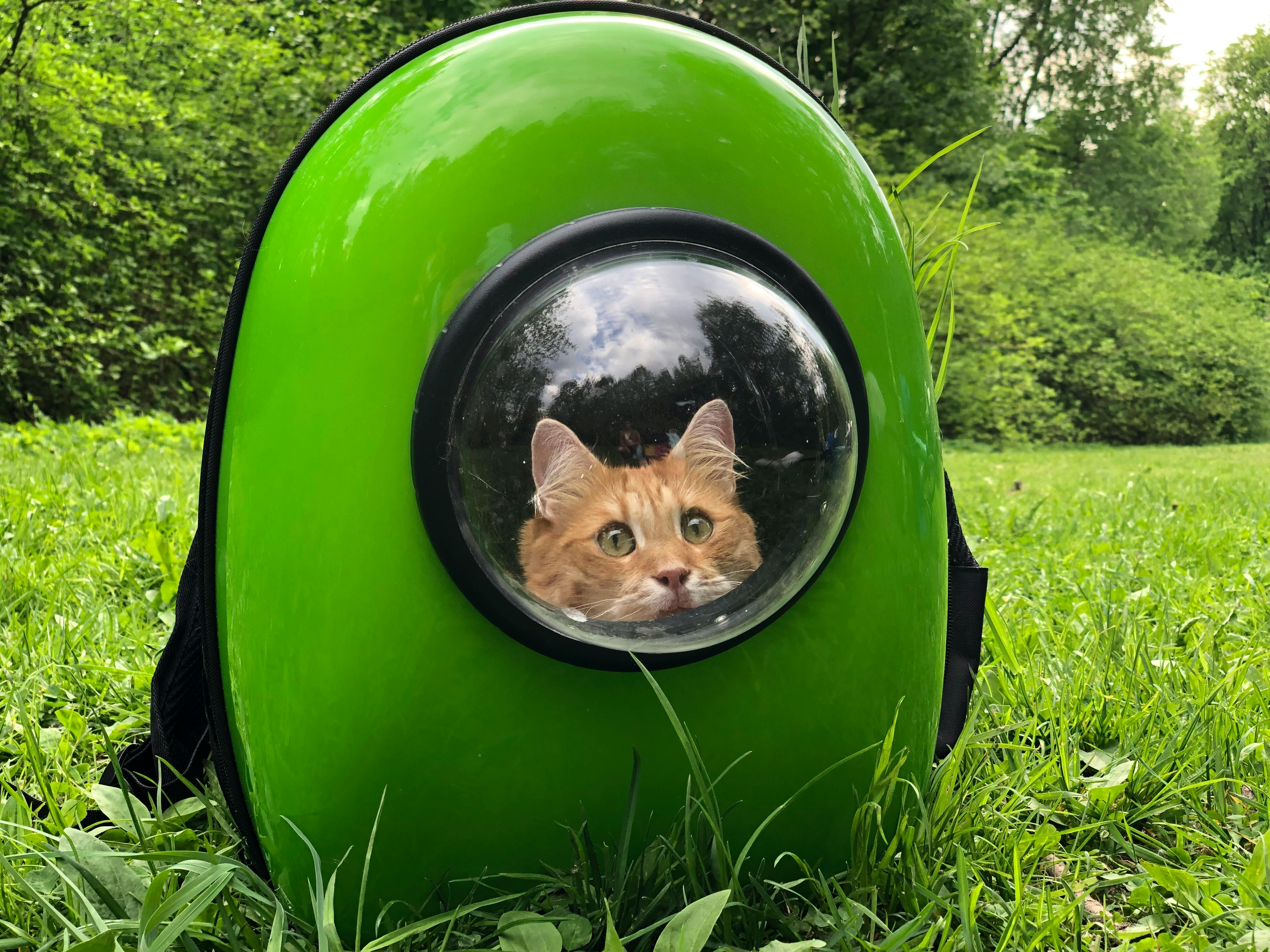 An orange tabby cat stares through a plexiglass bubble on a green pet carrier backpack. The carrier almost blends in with the vibrant grass in the background.