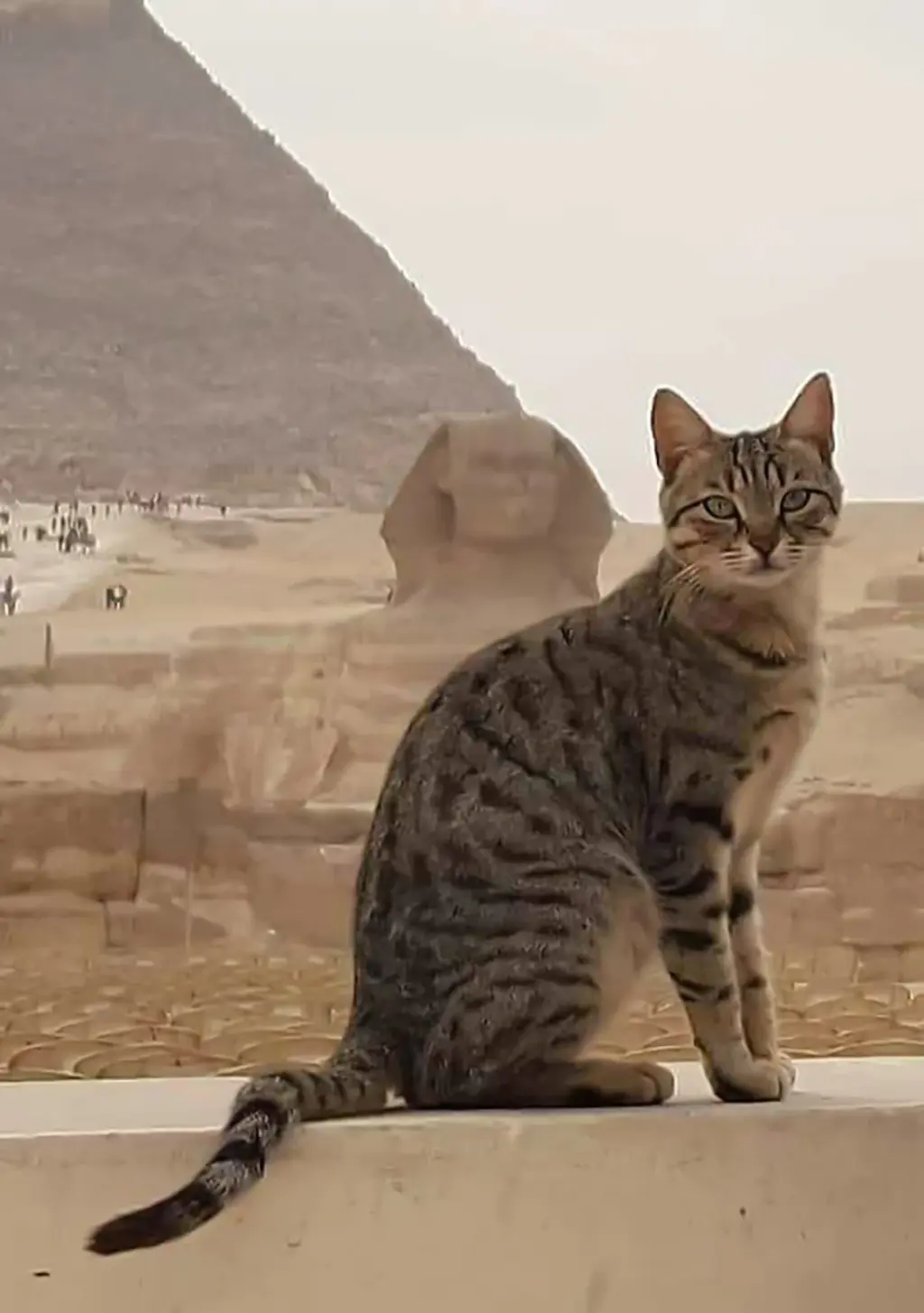 A cat in the foreground while the Sphinx and Pyramid of Egypt are in the background. 