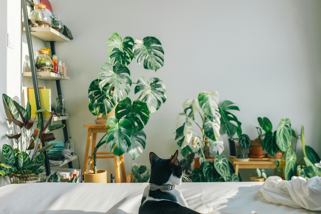 Black and white cat lying on a white bed looking out at an array of healthy, green plants. 