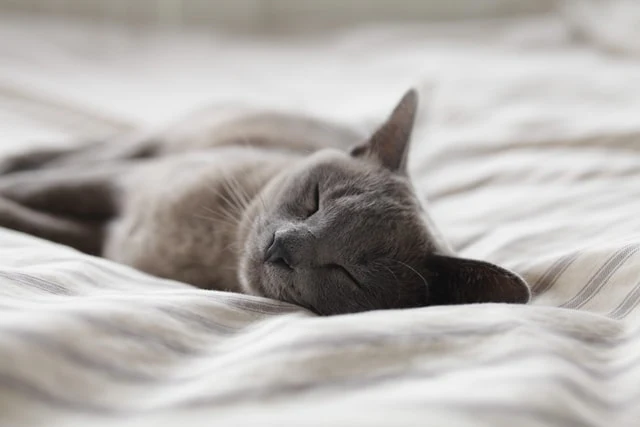 A gray cat sleeps on a striped blanket. 
