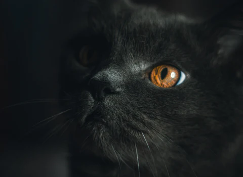 A close-up photo of a black cat with brown eyes