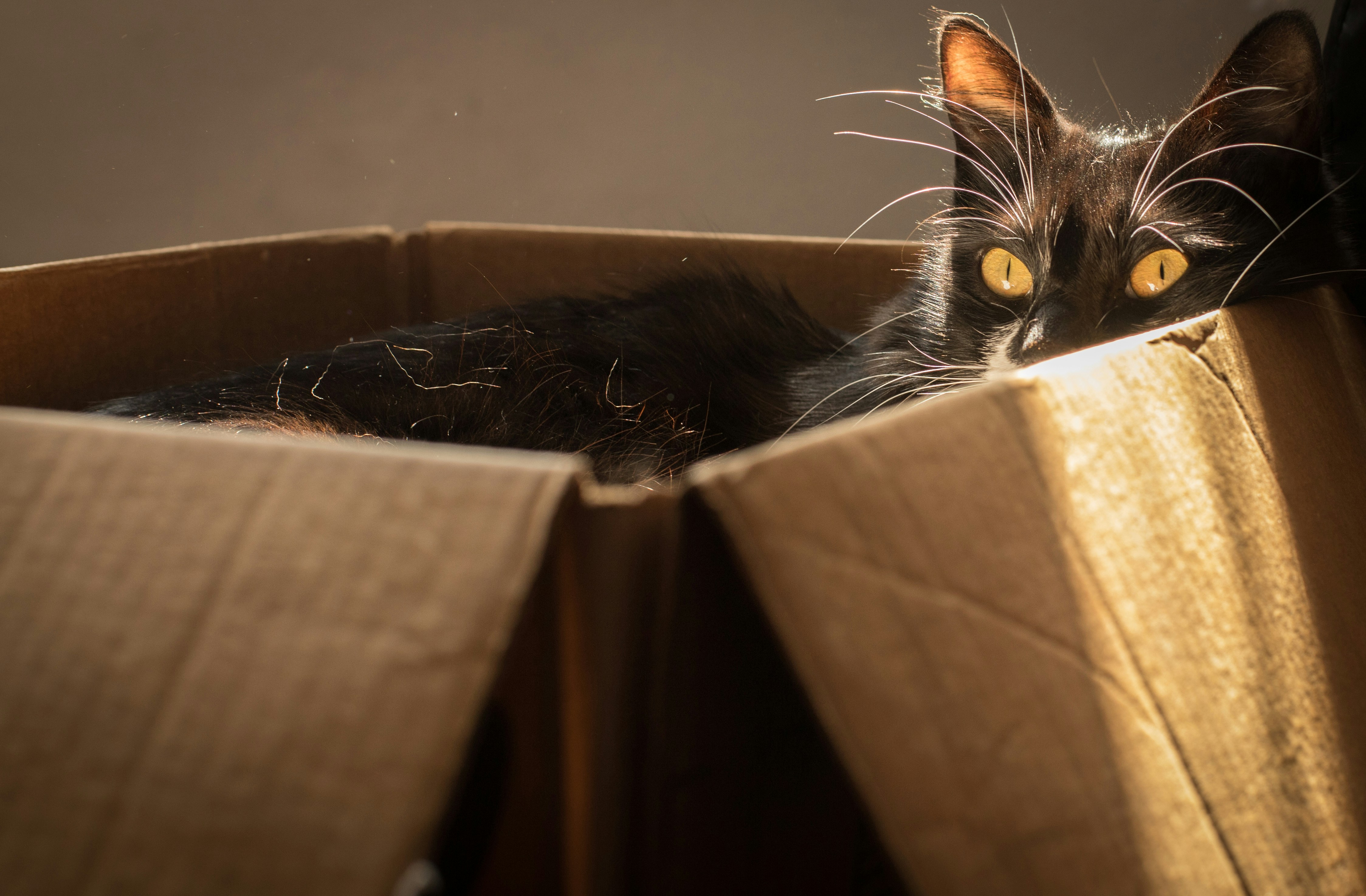 This image shows a close-up of a black cat with bright yellow eyes lying inside an open cardboard box. The box flaps are slightly open, and the cat's eyes are wide and alert, staring directly at the camera. 