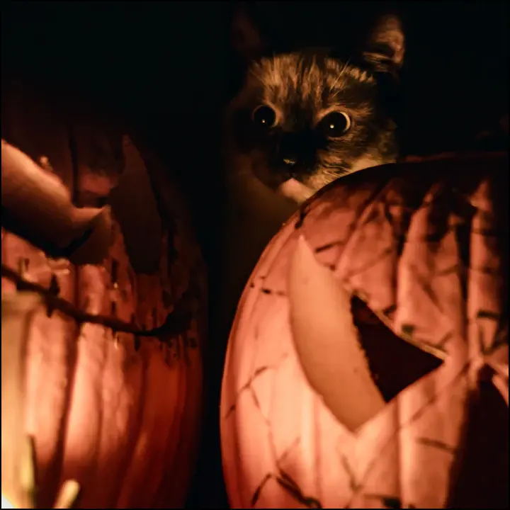 A wide-eyed curious cat in between two carved pumpkins