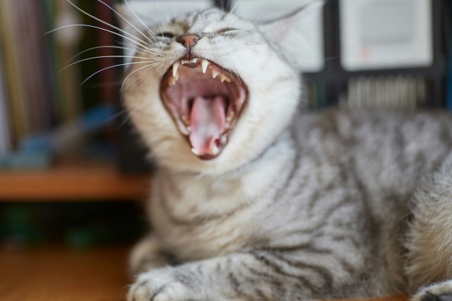 A close-up photo of a gray tabby cat with its mouth wide open, showing sharp, pointed teeth and a pink tongue. The cat’s eyes are squinted, giving the impression of either yawning or meowing loudly. Its fur is soft and patterned with darker stripes. The background is blurred, drawing focus to the cat’s open mouth and teeth.