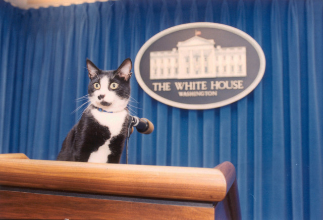 This image shows a black-and-white cat standing on a podium in a press room. The cat, with wide, curious eyes, is positioned in front of a microphone. Behind the cat is the official "The White House Washington" emblem, mounted on a backdrop of blue curtains. The cat appears to be addressing an audience, giving the impression of a press conference.