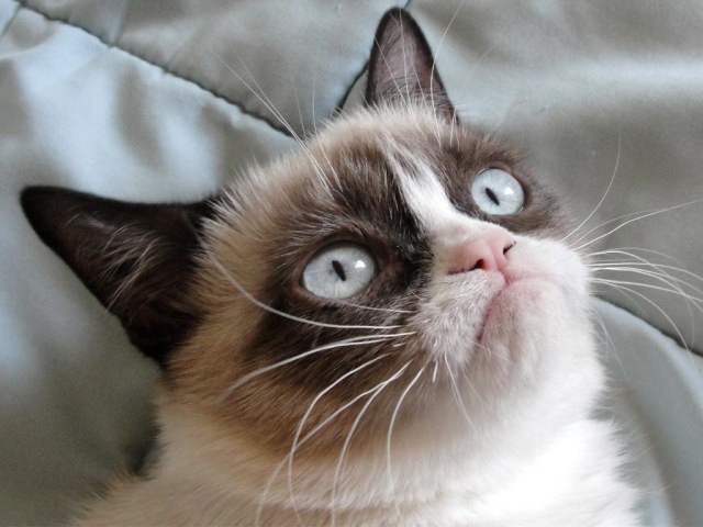 A close-up photo of what appears to be a Siamese or similar breed cat looking upward with a characteristic grumpy or disapproving expression. The cat has striking bright blue eyes, dark brown points on its ears and face, and cream-colored fur that blends into white around its muzzle. Its whiskers are prominently displayed against its light fur. The cat is photographed from below, giving a slight up-angle view of its face against a light gray background that appears to be bedding or fabric. The lighting makes the cat's features particularly clear and dramatic, especially highlighting the contrast between its dark points and lighter fur.