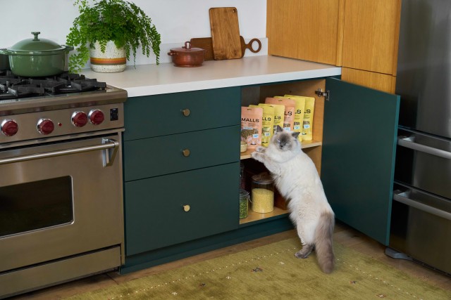 a white and gray cat reaches toward the top shelf of a kitchen cabinet where packets of smalls freeze dried food sits. 