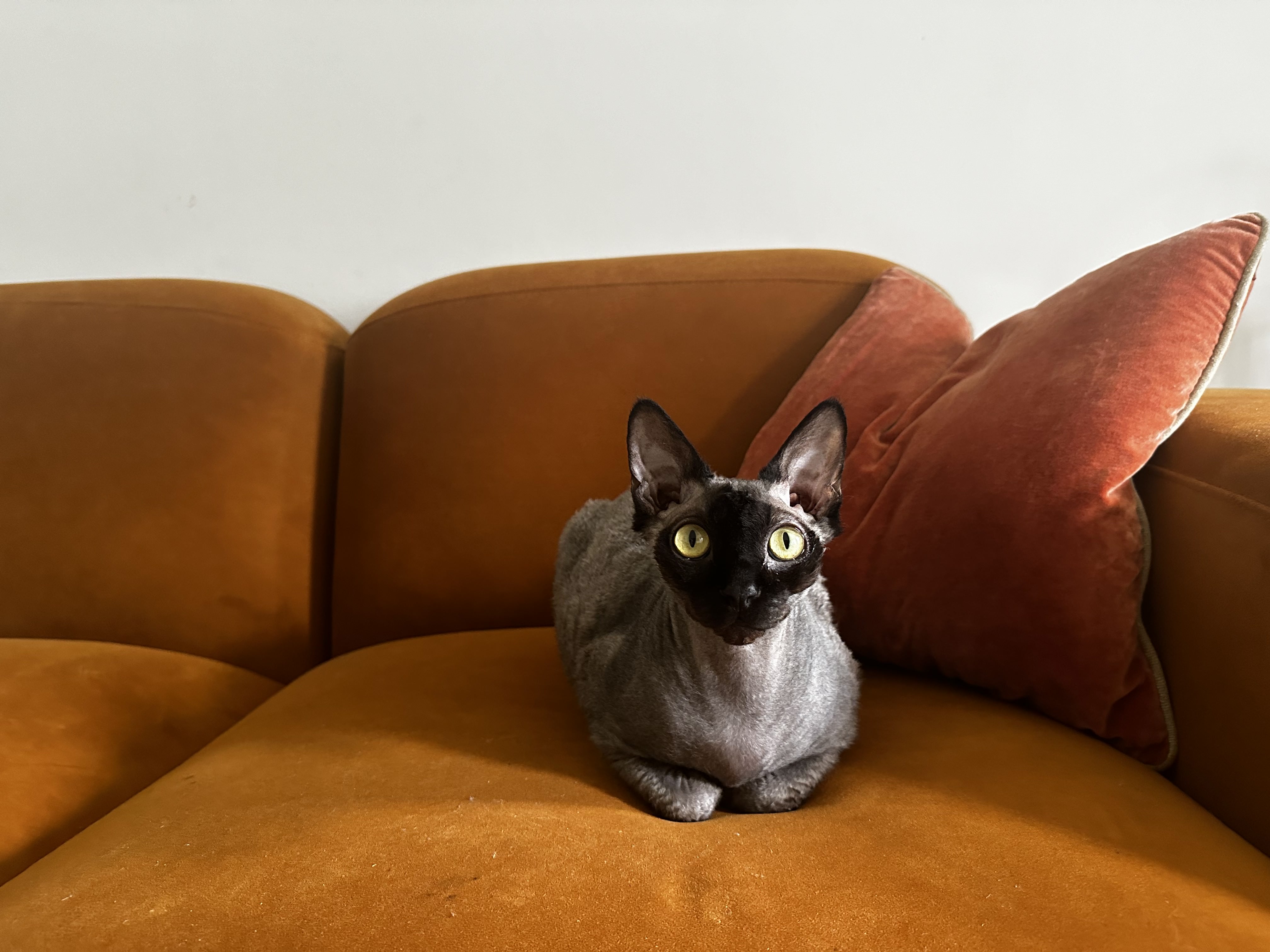 Norman, a Sphynx (a hairless cat) and Devon Rex (a wavy-coated cat) sitting in loaf position on a retro burnt-orange velour couch. 