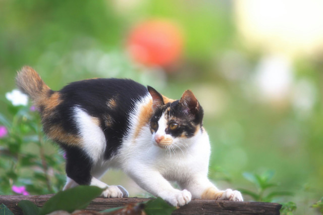 This image shows a small calico cat crouched low on a wooden log, appearing to be in a playful or alert stance. The cat’s fur is a mix of white, black, and orange patches, with its ears perked forward and eyes wide, focusing on something to the right. Its body is slightly arched, with paws firmly planted, suggesting it might be preparing to pounce. The background is blurred with greenery and flowers, creating a soft, vibrant outdoor setting.