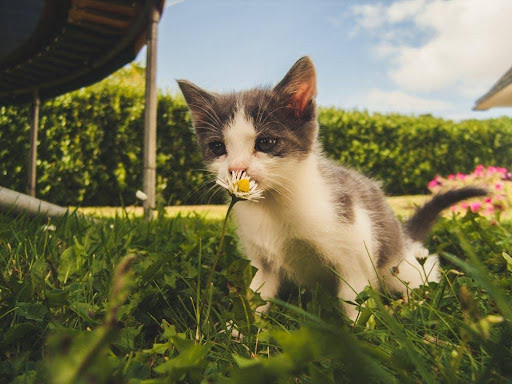 White and grey fuzzy kitten standing outside in wild grass and smelling a daisy with it's tiny pink nose.