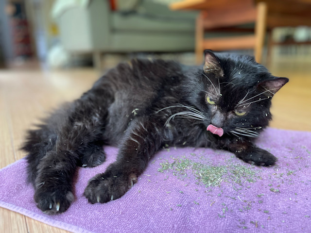 This image shows a black cat lying on a purple towel with dried catnip scattered in front of it. The cat appears relaxed, with its tongue sticking out, as if it just finished licking or eating some of the catnip. Its fur is slightly disheveled, and bits of catnip are stuck on its coat. The cat’s eyes are half-open, and it looks content. The background is a cozy indoor living space with soft lighting.