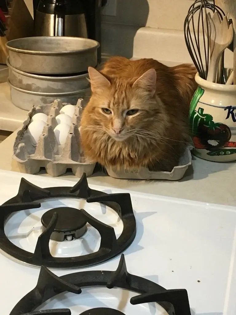 A long-haired orange cat lays down on top of an egg carton on the kitchen counter next to other kitchen appliances. 