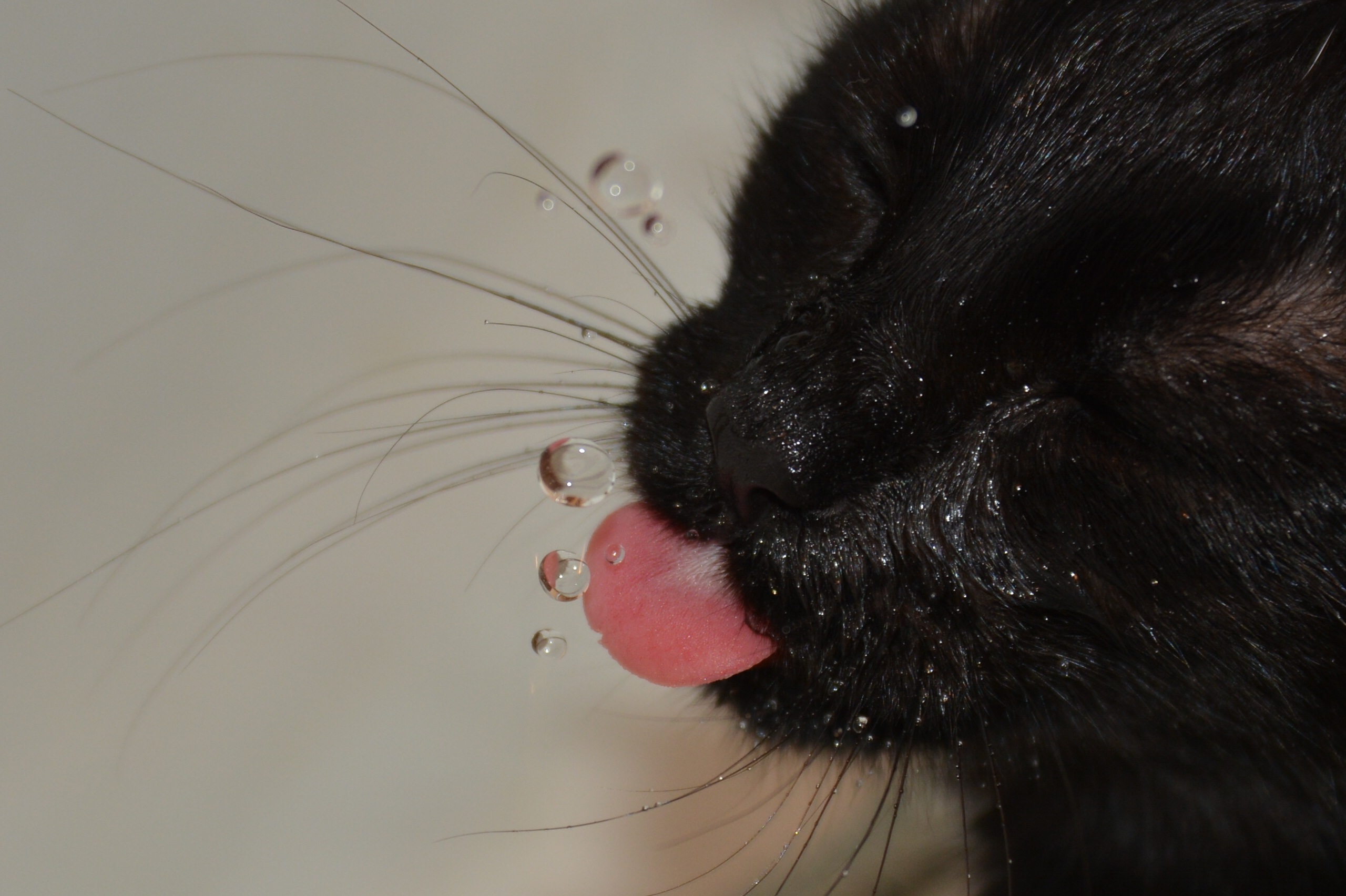 A close-up shot of a black cat's face, focusing on the cat's mouth and whiskers. The cat is drinking water, and its pink tongue is extended, catching droplets of water mid-air.