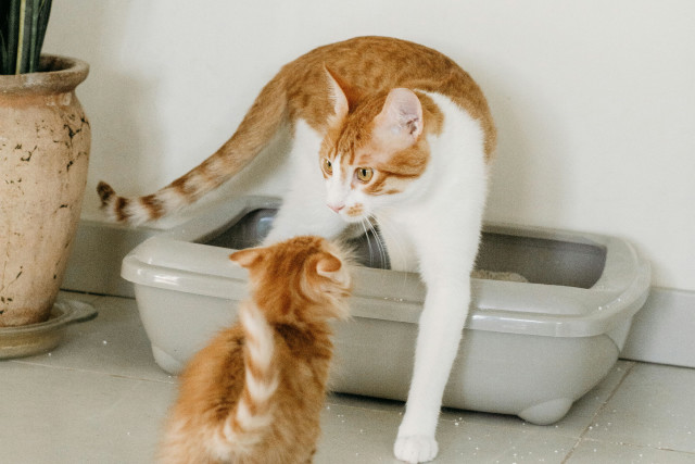 The image shows two cats interacting near a litter box. A larger, orange-and-white adult cat is standing inside the litter box with its front paws on the edge, looking attentively at a smaller, orange kitten in front of it. The kitten is standing on the floor, facing the adult cat. Both cats have similar fur patterns, with a mix of orange and white. The scene takes place indoors on a tiled floor next to a large plant in a clay pot. The overall tone is soft and natural, capturing a moment of curiosity between the two cats.