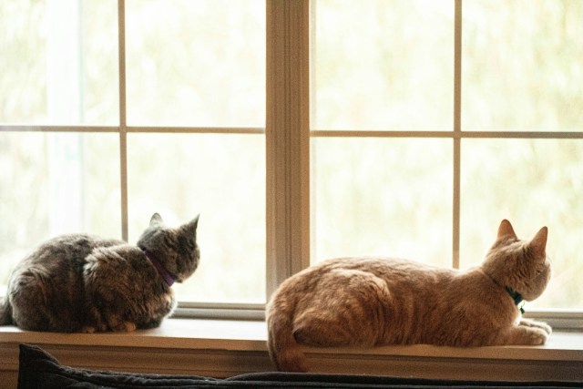 This image shows two cats sitting side by side on a windowsill, both facing the window. On the left, there is a gray, tabby-patterned cat with a purple collar, curled up in a resting position. To the right, a larger orange cat, wearing a green collar, is lying down with its body stretched out. Both cats appear relaxed, gazing outside through the window, which has white panes and a soft, diffused light coming through, giving the image a calm and serene atmosphere. The window suggests a peaceful indoor scene as the cats observe their surroundings.