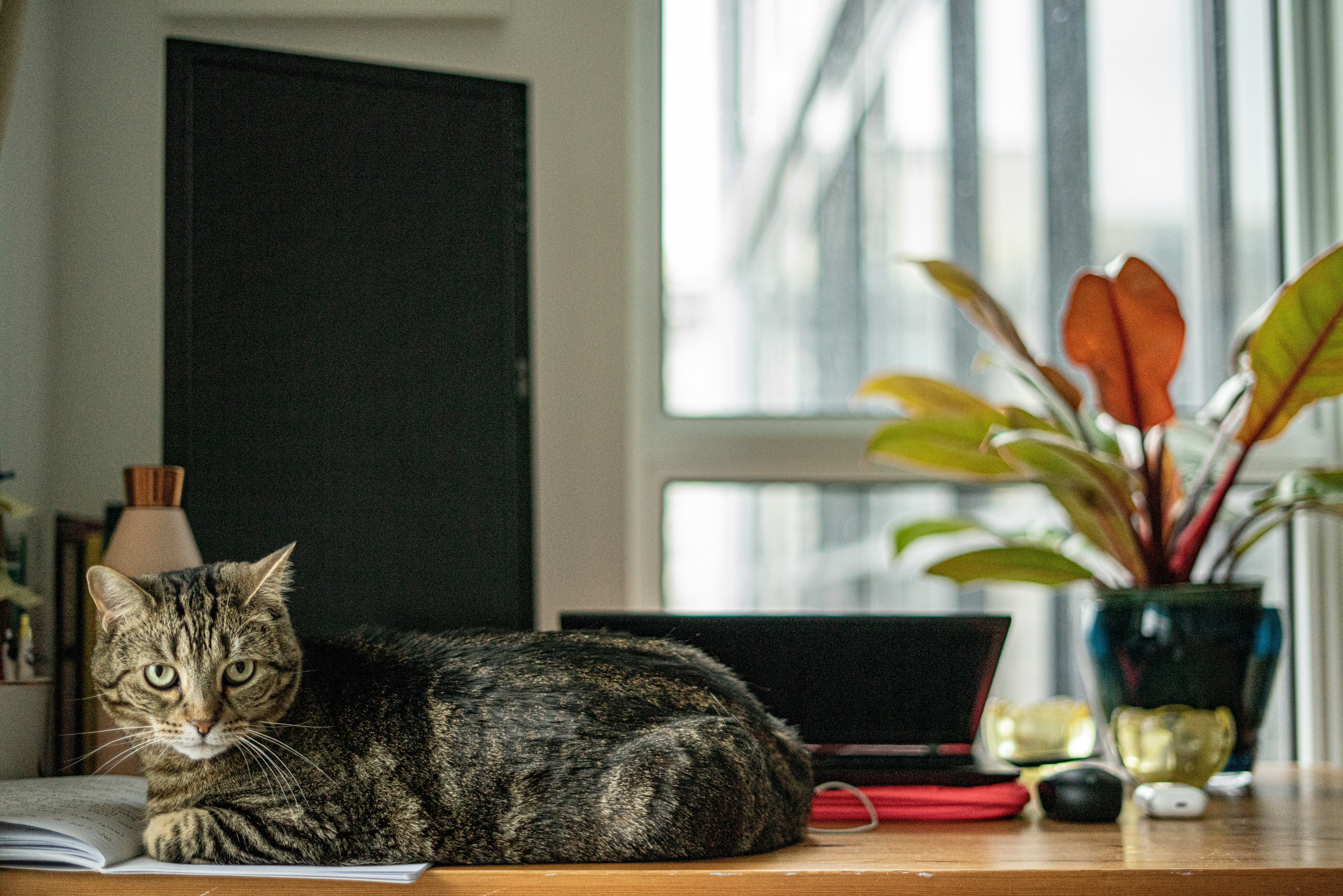 A tabby cat lies on a desk in a well-lit room. The cat, with distinctive striped fur, rests on some papers near a laptop. Behind the cat, there's a window with a houseplant beside it. The plant has large, colorful leaves in shades of green, yellow, and orange. A dark rectangular object, possibly a board or screen, is visible on the left side of the image. The overall scene suggests a home office or study area with natural light and greenery, creating a cozy work environment shared with a feline companion.