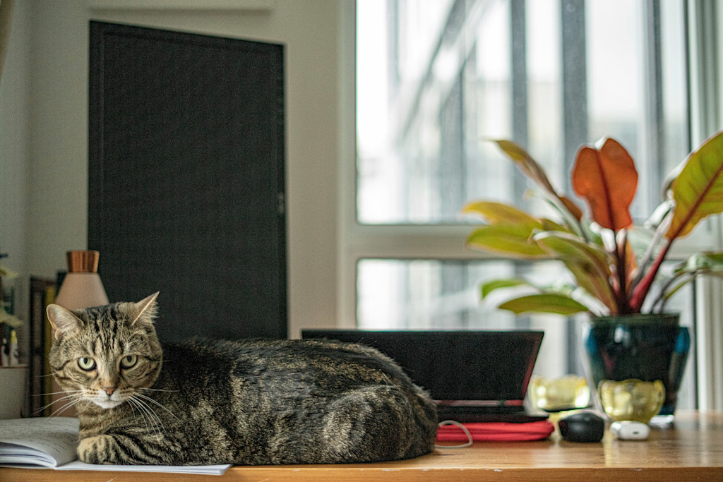 A tabby cat lies on a desk in a well-lit room. The cat, with distinctive striped fur, rests on some papers near a laptop. Behind the cat, there's a window with a houseplant beside it. The plant has large, colorful leaves in shades of green, yellow, and orange. A dark rectangular object, possibly a board or screen, is visible on the left side of the image. The overall scene suggests a home office or study area with natural light and greenery, creating a cozy work environment shared with a feline companion.