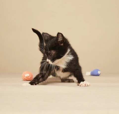 An active black and white kitten standing in between two crochet toys, with its tail perched upright. 