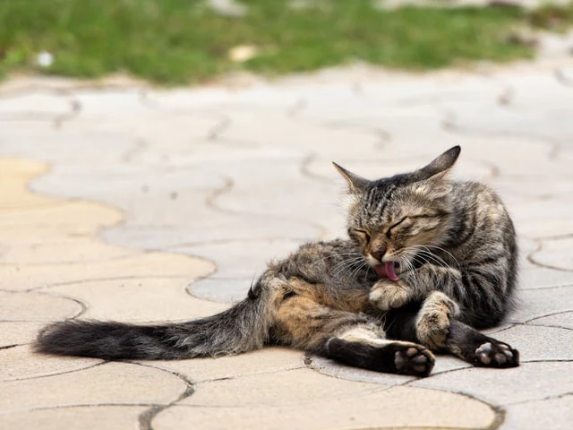 A cat lays down on the ground outside beside from grass, relaxed and grooming itself. 