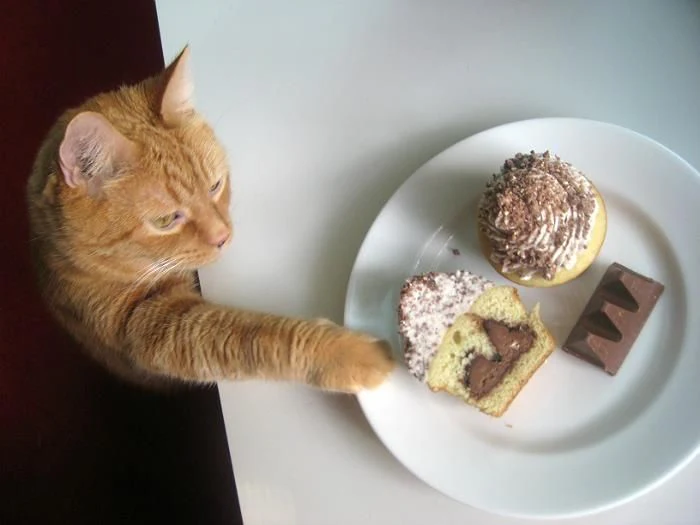 The top-down view of an orange cat standing upright, pawing at a white plate of chocolate items including a muffin and chocolate bar. 