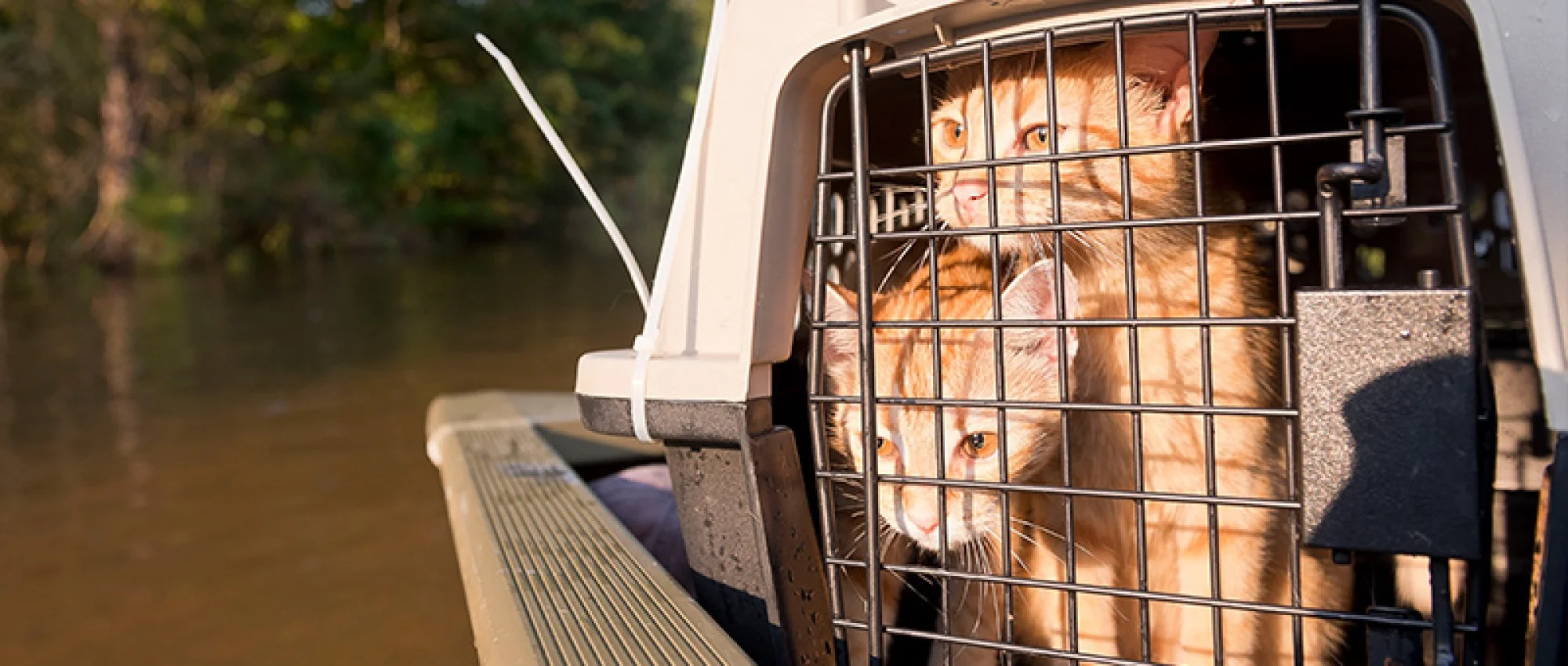 Two orange kats in a pet carrier with trees and a sunny haze in the background.