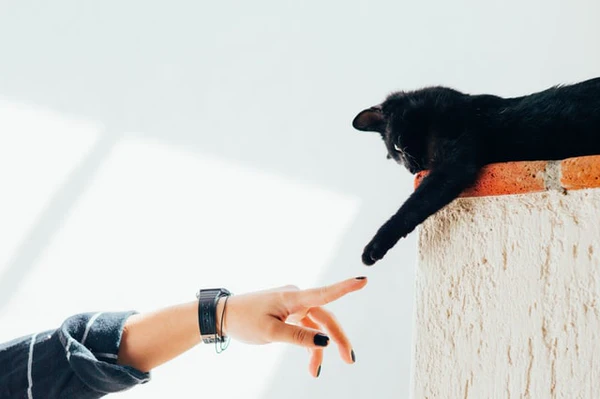 A black cat on a ledge reaches its paw out toward a human’s arm.