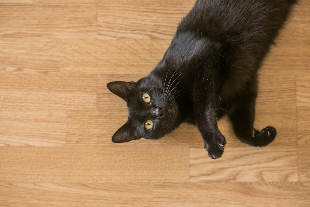 A black cat with yellow eyes lies on a wooden floor, looking up at the camera. One of its front paws is slightly raised, showing its white claws.