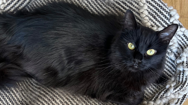 Adorable black cat with bright green eyes lounging on a cozy textured blanket, exuding charm and curiosity. 