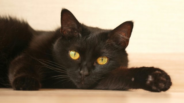 This image features a close-up of a black cat lying down with its head resting on the floor. The cat has striking, bright golden-yellow eyes that stand out against its sleek, shiny black fur. Its ears are pointed, and one paw is stretched forward. The background is soft and neutral, drawing focus to the cat’s face and expressive eyes, which appear calm and watchful.