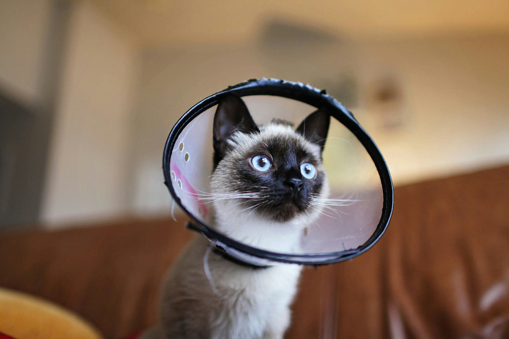 A cute Siamese cat wearing a protective cone, looking up with striking blue eyes. 