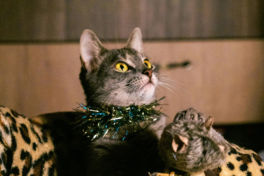 This photo shows a gray tabby cat with bright yellow-green eyes, looking up and slightly to the side with an alert, curious expression. The cat has a small garland of shiny tinsel around its neck, giving it a festive look. Its fur has a subtle, dark stripe pattern, and its ears are perked up, indicating that something has caught its attention. The background is softly blurred, and the cat is resting on a fabric with a leopard print pattern, adding a touch of wildness to the cozy scene.