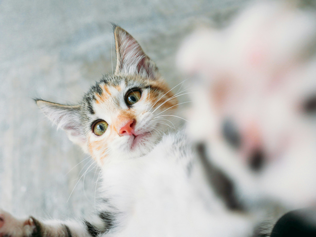 The image shows a close-up of a young calico kitten with large, curious eyes. The kitten's fur is a mix of orange, black, and white patches. It seems to be playfully reaching toward the camera with one of its front paws, which is slightly out of focus due to the kitten’s movement. The background is blurred, putting the focus entirely on the kitten's expressive face and outstretched paw. The overall tone of the image feels playful and lighthearted, with the kitten appearing inquisitive and energetic.