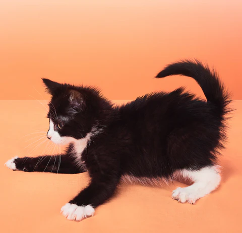 A black and white kitten in an active playing stance with its tail curled upward, against an orange background. 