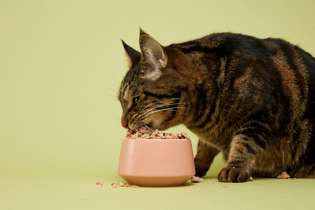 The image shows a close-up view of a tabby cat intently eating from a pink ceramic pet food bowl on a pale green background. The cat's face is the focal point, with its eyes focused downward on the food and its whiskers protruding prominently. The cat's fur is a rich, dark brown and black striped pattern, with some lighter brown highlights. The pet food bowl is a simple, plain pink color, filled with what appears to be dry cat food. The background is a soft, muted yellow-green color, creating a calming and simple setting to highlight the cat and its mealtime.
Overall, the image conveys a sense of the cat's single-minded focus on its food, with its features and expressions clearly visible. The simple, uncluttered composition and color palette draw the viewer's attention directly to the cat and its bowl, creating a visually straightforward and easily describable scene.