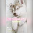 天国の犬ものがたり~MOTHER~ (小学館ジュニア文庫)