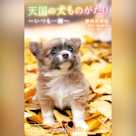 天国の犬ものがたり~いつも一緒~ 小学館ジュニア文庫
