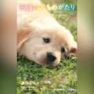天国の犬ものがたり~HOME ホーム~ (小学館ジュニア文庫)