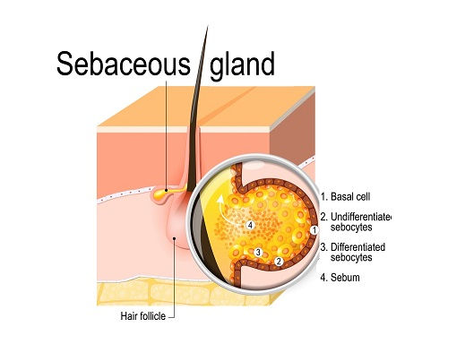 Sebaceous Gland Illistration