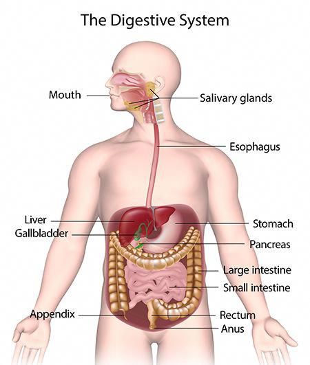 Your Digestive System & How it Works - NIDDK